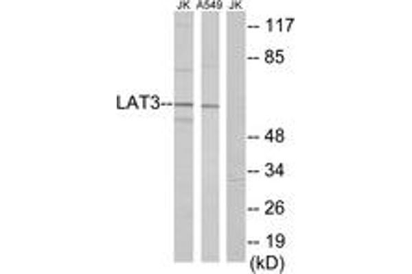 LAT3 antibody  (AA 231-280)