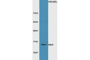 Image no. 2 for anti-Sulfiredoxin 1 (SRX1) (AA 45-137) antibody (ABIN1387599)