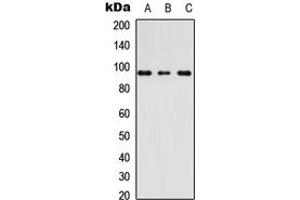 Image no. 1 for anti-A Kinase (PRKA) Anchor Protein 3 (AKAP3) (Center) antibody (ABIN2705422)
