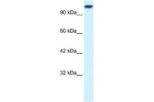 Image no. 1 for anti-Kinesin Family Member 3C (KIF3C) (Middle Region) antibody (ABIN2778180)