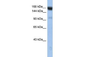 Image no. 1 for anti-Ubiquitin Conjugation Factor E4 B (UBE4B) (N-Term) antibody (ABIN2785770)