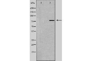 Image no. 2 for anti-Transforming, Acidic Coiled-Coil Containing Protein 3 (TACC3) (C-Term) antibody (ABIN6258335)