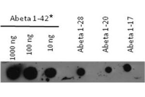 Image no. 1 for anti-Amyloid beta 1-42 (Abeta 1-42) antibody (ABIN249343)