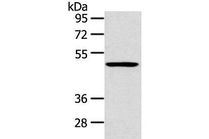 Western blot analysis of 231 cell using HTRA1 Polyclonal Antibody at dilution of 1:500