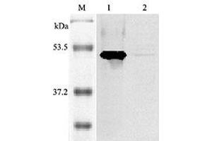 Image no. 1 for anti-Indoleamine 2,3-Dioxygenase 1 (IDO1) antibody (ABIN1169195)