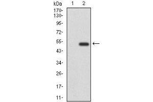 Image no. 2 for anti-CD6 (CD6) (AA 472-668) antibody (ABIN1098118)