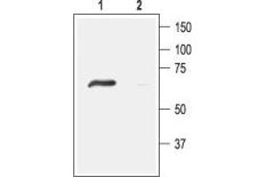 ACCN4 antibody  (Intracellular, N-Term)