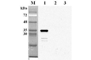 Image no. 1 for anti-Nicotinamide Nucleotide Adenylyltransferase 2 (NMNAT2) antibody (ABIN1169224)