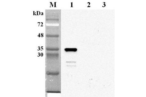 anti-Nicotinamide Nucleotide Adenylyltransferase 2 (NMNAT2) antibody