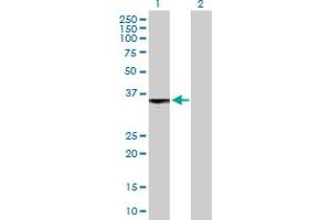 S1PR3 antibody  (AA 1-378)