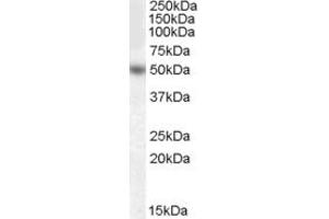 Image no. 1 for anti-Early Growth Response 4 (EGR4) (Internal Region) antibody (ABIN238575)