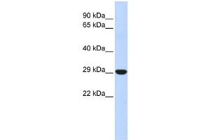Image no. 2 for anti-Homeobox B8 (HOXB8) (N-Term) antibody (ABIN2781203)