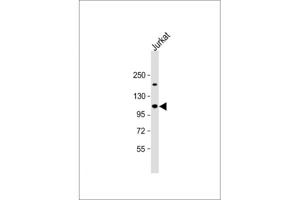UBAP2L antibody  (AA 575-601)