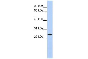 Image no. 1 for anti-Killer Cell Lectin-Like Receptor, Subfamily A, Member 1 (KLRA1) (N-Term) antibody (ABIN634535)