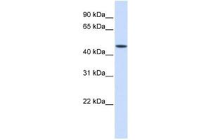 Image no. 1 for anti-Jumonji Domain Containing 5 (JMJD5) (Middle Region) antibody (ABIN929044)