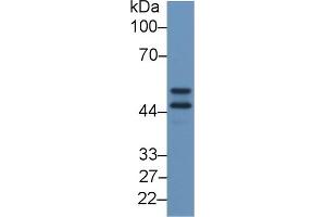 APOH antibody  (AA 21-345)