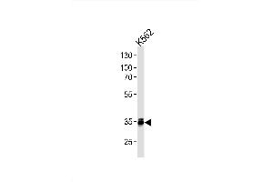 Image no. 1 for anti-Methyl-CpG Binding Domain Protein 3 (MBD3) antibody (ABIN1882264)
