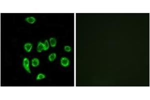 Image no. 2 for anti-Mitochondrial Ribosomal Protein L32 (MRPL32) (AA 101-150) antibody (ABIN1534527)