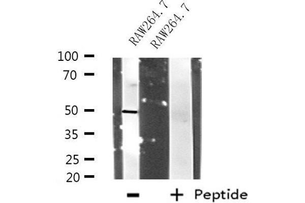 anti-Ring Finger Protein 14 (RNF14) (N-Term) antibody