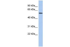 Image no. 1 for anti-Early B-Cell Factor 2 (EBF2) (Middle Region) antibody (ABIN2774992)