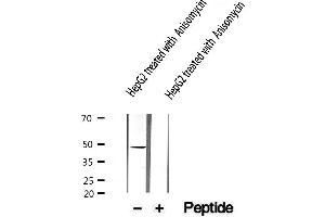 Image no. 2 for anti-Inhibitor of kappa Light Polypeptide Gene Enhancer in B-Cells, Kinase gamma (IKBKG) (pSer85) antibody (ABIN6255538)