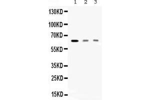 Image no. 1 for anti-Anti-Mullerian Hormone Receptor, Type II (AMHR2) (AA 384-419), (C-Term) antibody (ABIN4886456)