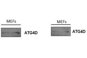 Image no. 2 for anti-Autophagy related 4D Cysteine Peptidase (ATG4D) (AA 381-474) antibody (ABIN752473)