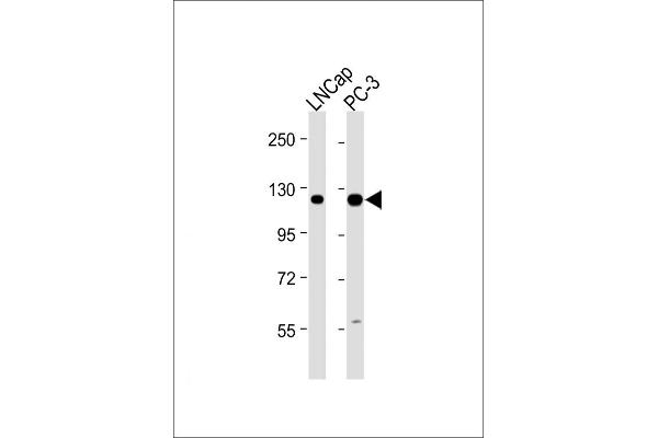 DSPP anticorps  (AA 47-76)