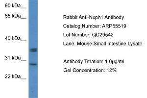 Image no. 1 for anti-Neurexophilin 1 (NXPH1) (N-Term) antibody (ABIN2786245)