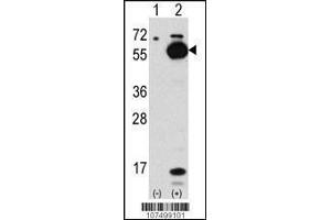 Image no. 3 for anti-Autophagy related 4C Cysteine Peptidase (ATG4C) (AA 419-448), (C-Term) antibody (ABIN1882160)