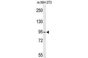 Image no. 1 for anti-TAF3 RNA Polymerase II, TATA Box Binding Protein (TBP)-Associated Factor, 140kDa (TAF3) (AA 613-643), (C-Term) antibody (ABIN955067)