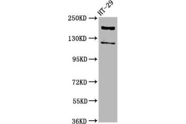 Synaptojanin 1 antibody  (AA 1030-1261)