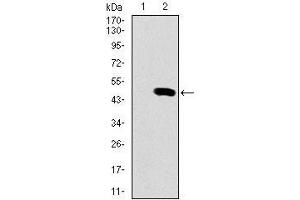 Image no. 4 for anti-Spleen Focus Forming Virus (SFFV) Proviral Integration Oncogene Spi1 (SPI1) (AA 124-271) antibody (ABIN969415)