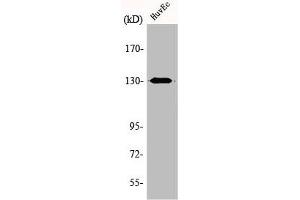 Western Blot analysis of HuvEc cells using AZI1 Polyclonal Antibody