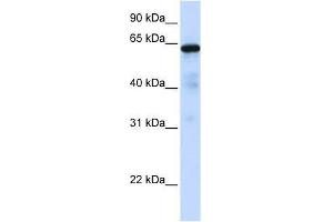 anti-Forkhead Box N4 (FOXN4) (C-Term) antibody