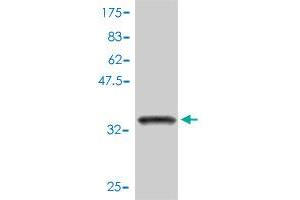 Image no. 2 for anti-FK506 Binding Protein 1B, 12.6 KDa (FKBP1B) (AA 1-80) antibody (ABIN560906)