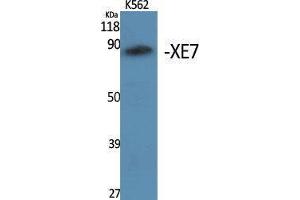 Image no. 1 for anti-A Kinase (PRKA) Anchor Protein 17A (AKAP17A) (C-Term) antibody (ABIN3187501)
