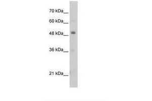 Image no. 2 for anti-Pre-B-Cell Leukemia Transcription Factor 3 (PBX3) (N-Term) antibody (ABIN203364)