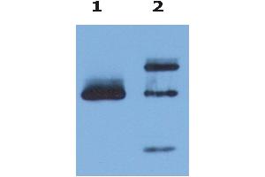 Immunoprecipitation of HLA-G from HLA-G1 transfectants (LCL-HLA-G1) by anti-human HLA-G () and protein G.