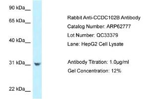 Image no. 1 for anti-Coiled-Coil Domain Containing 102B (CCDC102B) (N-Term) antibody (ABIN2789242)