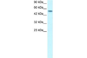 Image no. 1 for anti-Runt-Related Transcription Factor 1, Translocated To, 1 (Cyclin D-Related) (RUNX1T1) (Middle Region) antibody (ABIN2778221)