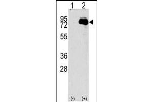 NUAK2 antibody  (N-Term)