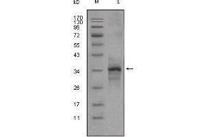 Image no. 1 for anti-Myostatin (MSTN) antibody (ABIN969306)