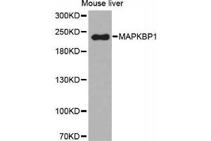 Image no. 1 for anti-Mitogen-Activated Protein Kinase Binding Protein 1 (MAPKBP1) antibody (ABIN5664104)