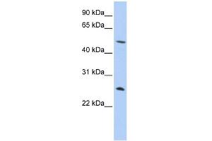 Image no. 1 for anti-Chymotrypsin (CTRL) (N-Term) antibody (ABIN2778163)