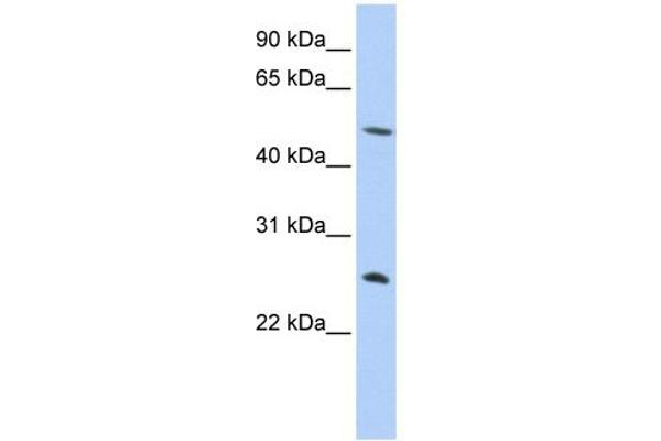 Chymotrypsin antibody  (N-Term)
