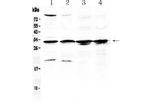 anti-Ribosomal Protein S6 (RPS6) (AA 13-52), (N-Term) antibody