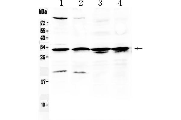 anti-Ribosomal Protein S6 (RPS6) (AA 13-52), (N-Term) antibody
