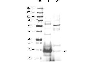 Western blot using  affinity purified anti-UBC13 antibody shows detection of UBC13 protein in human small intestine lysate (lane 1) but not in mouse thymus lysate (lane 2).