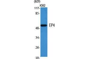 Image no. 2 for anti-Prostaglandin E Receptor 4 (Subtype EP4) (PTGER4) (Internal Region) antibody (ABIN3184495)